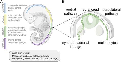 Extrinsic cues regulate neural crest lineage specification (A) Drawing ...