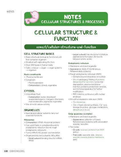 Basic Human Cell Structure And Function