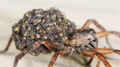 Understanding The Intriguing Wolf Spider With Babies: A 2024 Guide