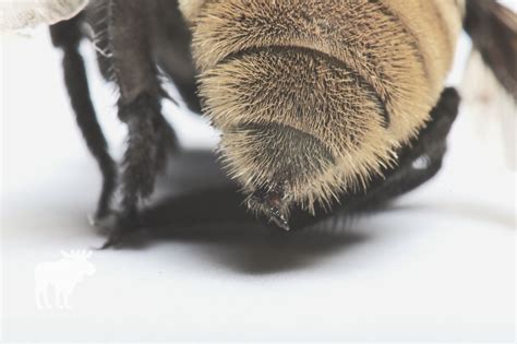 What Happens When A Bumble Bee Stings You? — Forest Wildlife