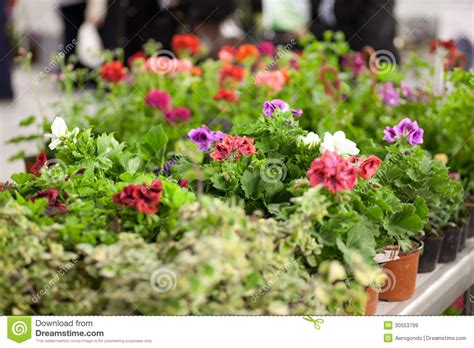 Flower market stock image. Image of colorful, bright - 30553799