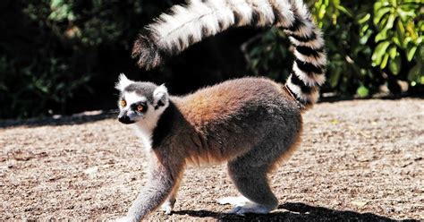 Ring-tailed lemur (Lemur catta) habitat, behavior & adaptations