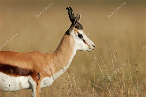 Springbok antelope — Stock Photo © EcoPic #5792345