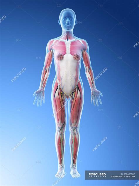 Human body model showing female anatomy with muscular system, digital 3d render illustration ...