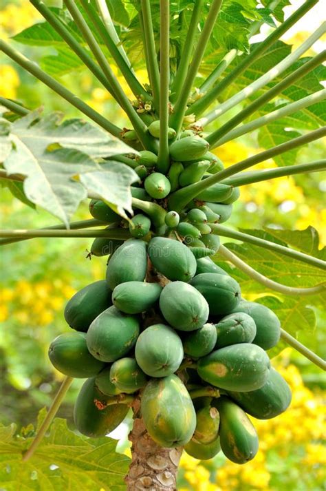 Pawpaw tree and fruit stock photo. Image of healthy, stack - 27384710