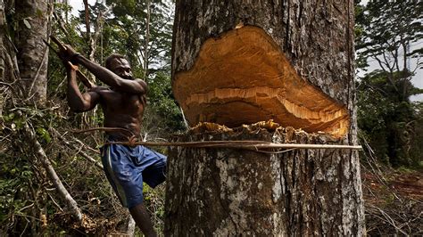 The Congo Basin rainforest, the second largest in the world, could disappear by 2100 - LifeGate