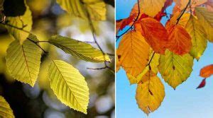 Beech Trees: Types, Leaves, Bark — Identification Guide (Pictures)