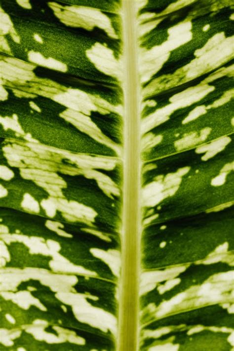 Macro Photography of a Leaf · Free Stock Photo