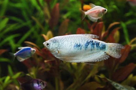 Opaline Gourami Ultimate Care Guide: Colorful Additions - Aquariadise