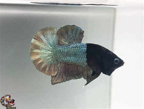 How to Breed Betta Fish? (With Crossbreeding Chart)