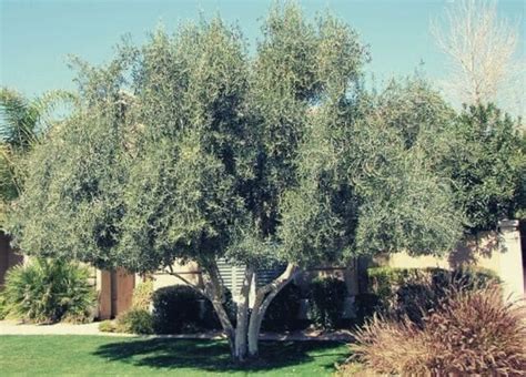 Fruitless Olive Tree Pruning * How To Grow In Your Garden | by Harvest ...