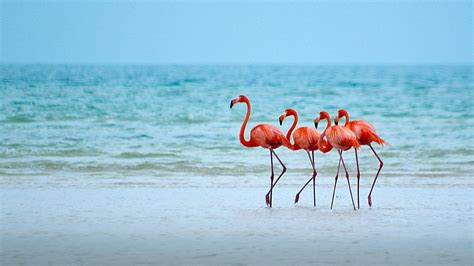 Flamingo Beach Wallpapers - Top Free Flamingo Beach Backgrounds - WallpaperAccess