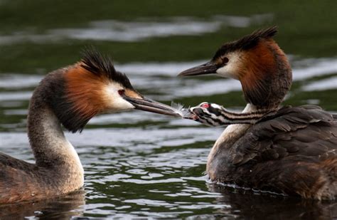 Great crested grebes are ridiculously good at this - Australian Geographic