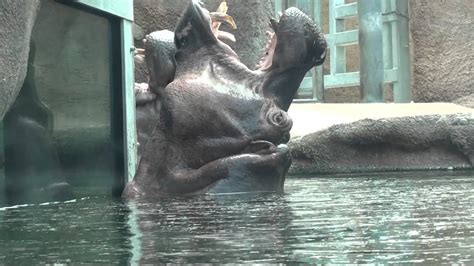 Hippo eating at San Antonio Zoo - YouTube