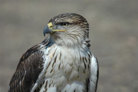 Ferruginous Hawk