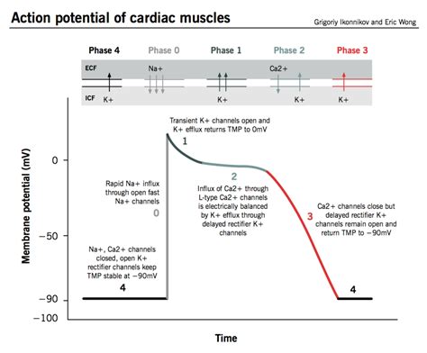 Cardiac Action Potential Diagram