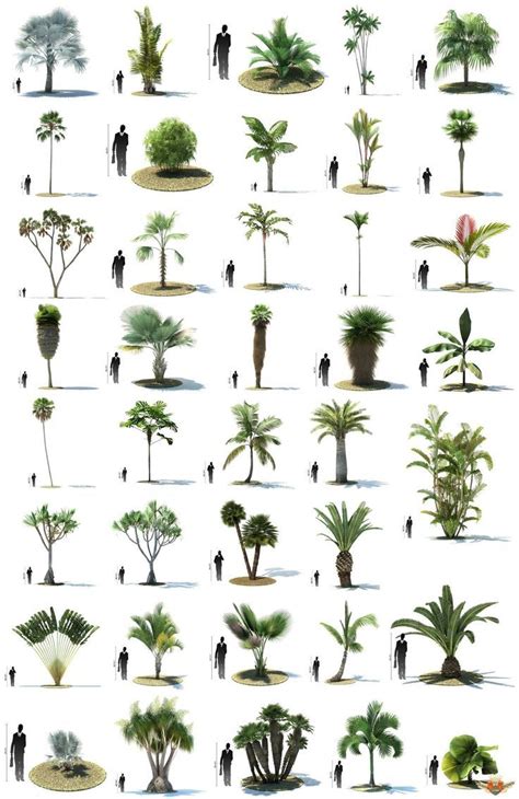 Palm Tree Identification Poster