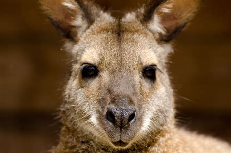 Kangaroo Looks Free Stock Photo - Public Domain Pictures