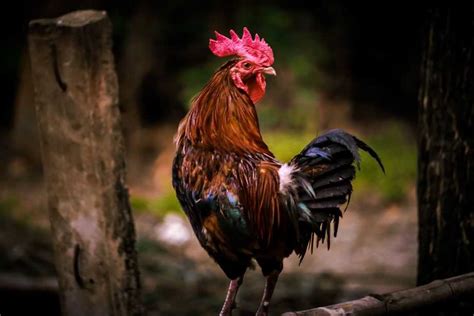 The National Animal of France: The Rooster - Discover Walks Blog