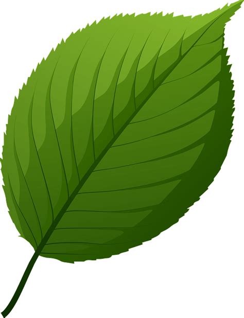 Free Green Leaf Clipart, Download Free Green Leaf Clipart png - Clip ...