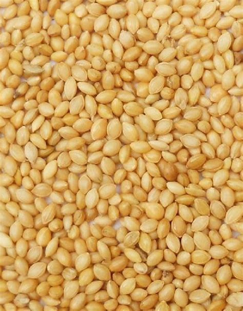 German Foxtail Millet Seeds, 50lb. Bag - Silt Management Supplies, LLC.