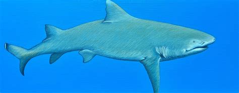 Lemon Shark Acrylic Painting Marine Life Size 8x24 - Etsy