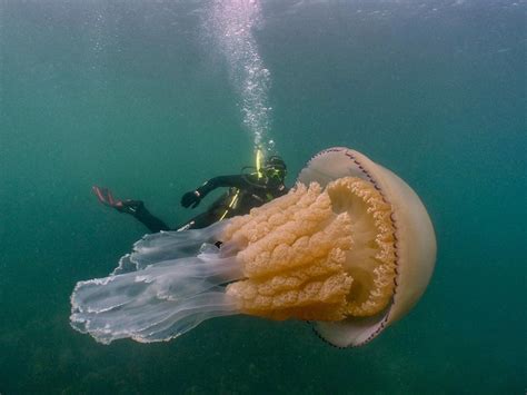 This human-sized jellyfish is both really cool and kinda scary