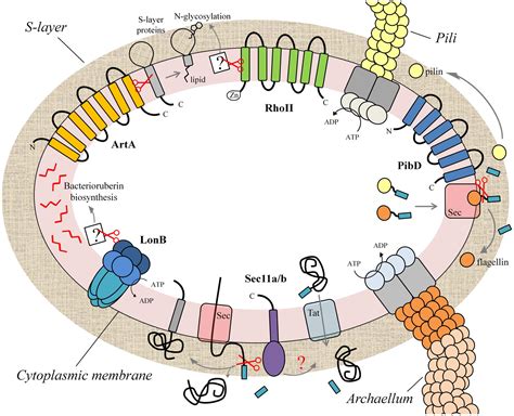 Frontiers | Archaeal membrane-associated proteases: insights on ...