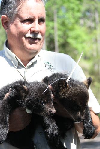 BLANDING BEARS 370 | Walt McCown, bear biologist, holds the … | Flickr