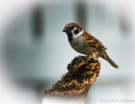 Reviewing Tips on Backyard Perch for Bird Photography