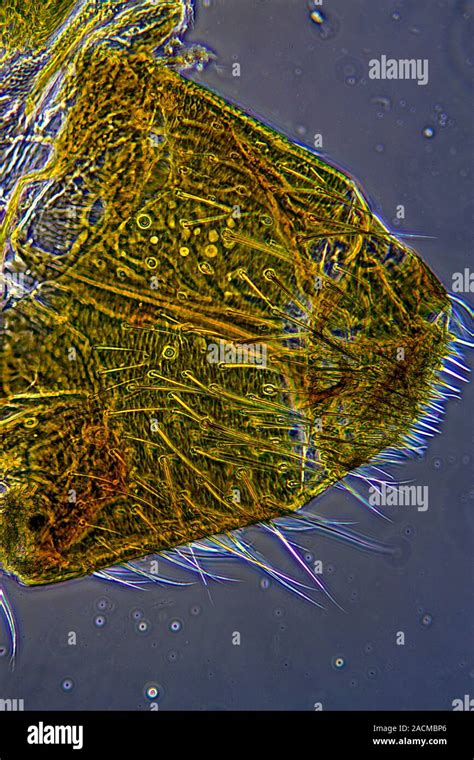 Spider spinneret. Phase contrast light micrograph of one of a spider's ...