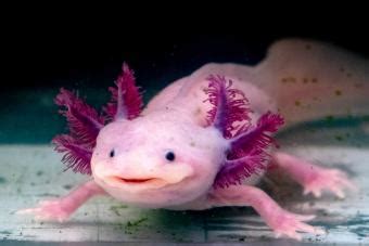 How Many Axolotl Colors Are There & Which Should You Get? | LoveToKnow Pets