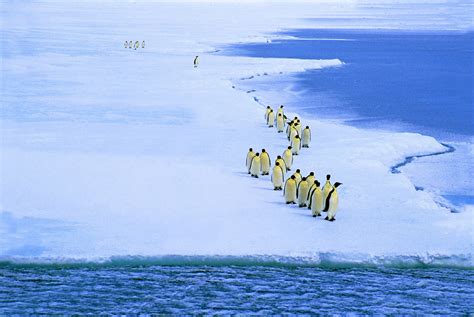 13 Epic Animal Migrations That Prove Just How Cool Mother Nature Is (PHOTOS) | HuffPost