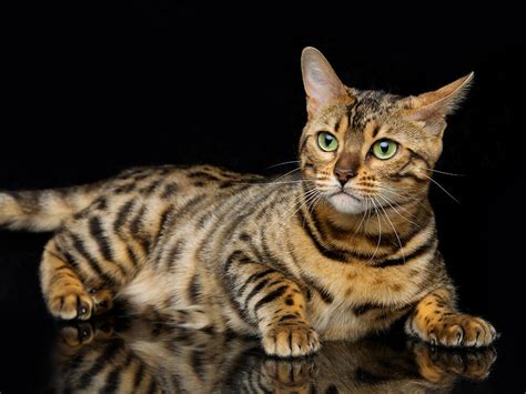 How Big Is a Bengal Cat Size? | UKPets