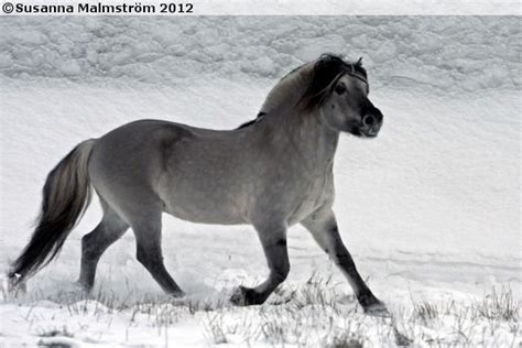 grullo - Norwegian Fjord stallion Minor II | Fjord horse, Horse breeds, Beautiful horses