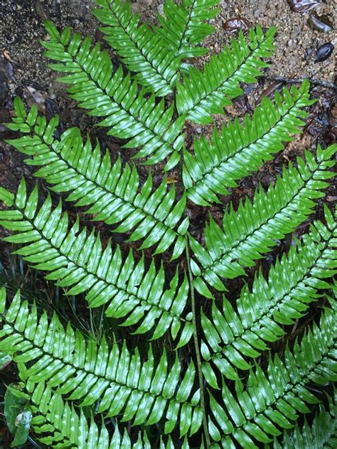 Rainforest biodiversity: 5 easy species Part 2 – Ferns – Paluma – our village in the mist