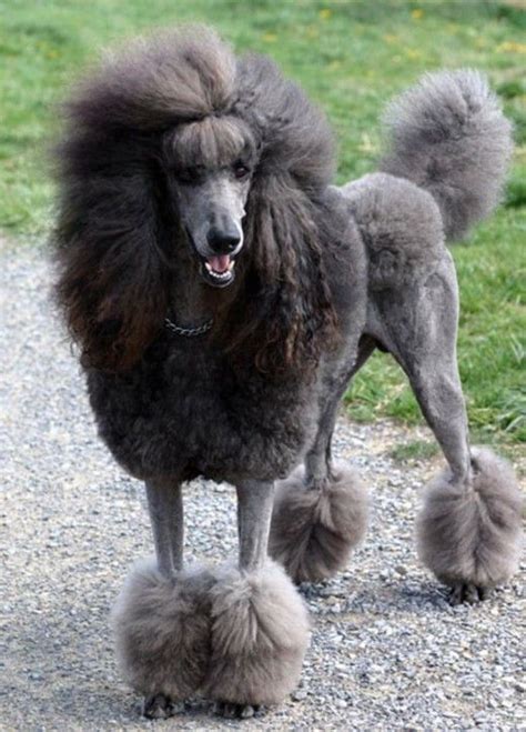 Standard Poodle with lion cut | Non-Sporting Dogs. We Love Sports. Really! | Pinterest