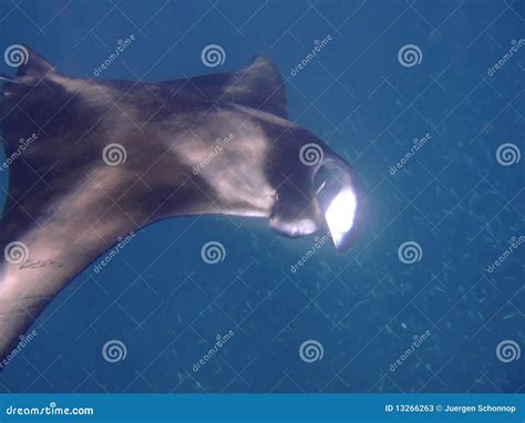 Feeding Manta Ray, Maldives Stock Image - Image of atoll, birostris: 13266263