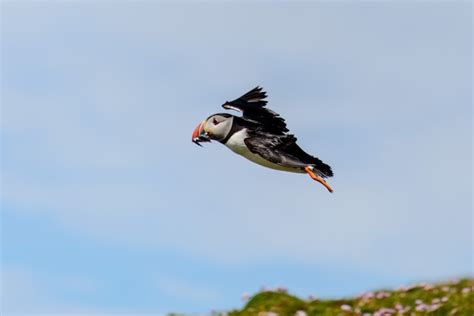 Premium Photo | Cute puffin bird flying