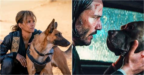 10 Things You Didn't Know About John Wick's Dogs | ScreenRant