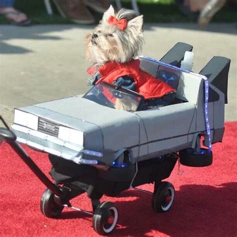 Back to the future! | Pet costumes, Pet halloween costumes, Dog costume