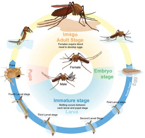 Arthropods and Insects | CK-12 Foundation