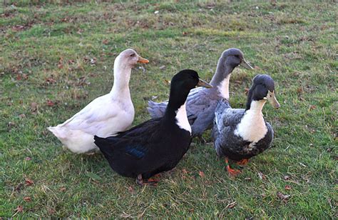 Top Domestic Duck Breeds You Should Know | Pets Nurturing