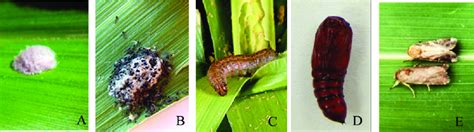 Fall armyworm life cycle stages. (A) Eggs. (B) Early instar larva. (C)... | Download Scientific ...