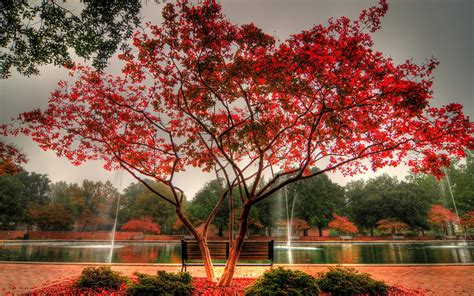 768x1024 resolution | red cherry blossom tree HD wallpaper | Wallpaper ...