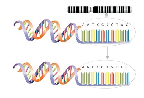 Substitution Mutation: Definition, Examples, Types | Biology Dictionary