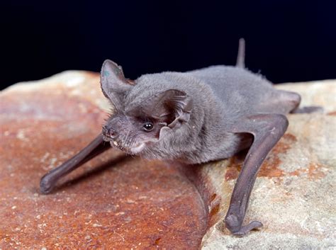 Are Bats Dangerous in Florida? | Catseye Pest Control