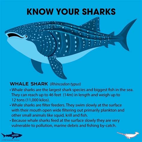 Instagram post by Peppermint Narwhal • Jun 27, 2016 at 2:31am UTC | Whale shark, Fun facts about ...