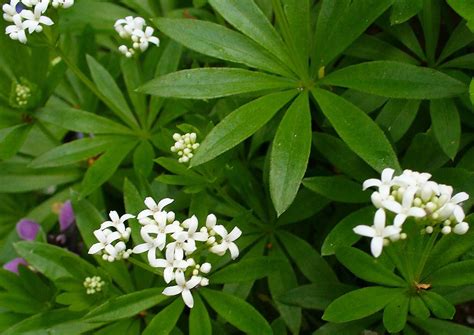 Sweet Woodruff Native Range : Historically, the plant has been used in ...