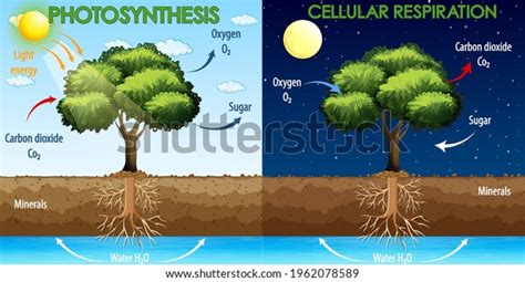 Diagram Showing Process Photosynthesis Cellular Respiration Stock Vector (Royalty Free ...